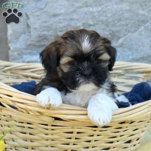 Callie, Shih Tzu Puppy